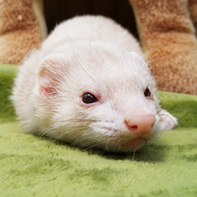 マンションでペットと暮らそう 飼う前に確認したい10項目
