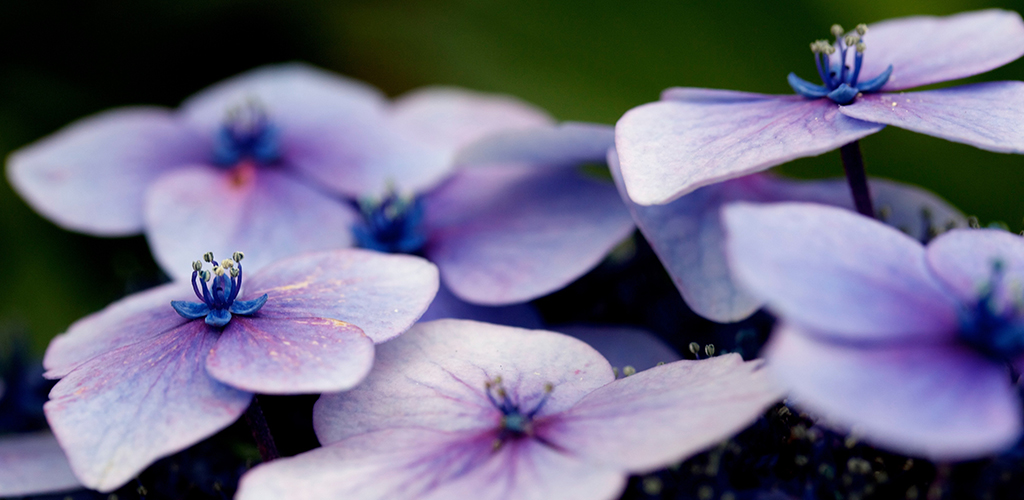 紫陽花の花