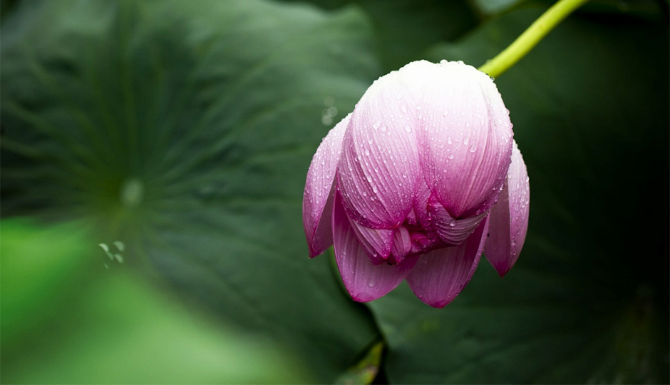 くらしの歳時記 19年8月 葉月