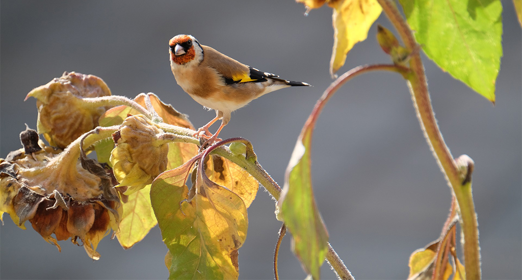 くらしの歳時記 19年8月 葉月