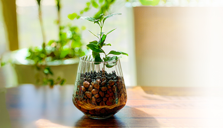 ガラス　ボトル　育成　発根　飾り物　観葉植物