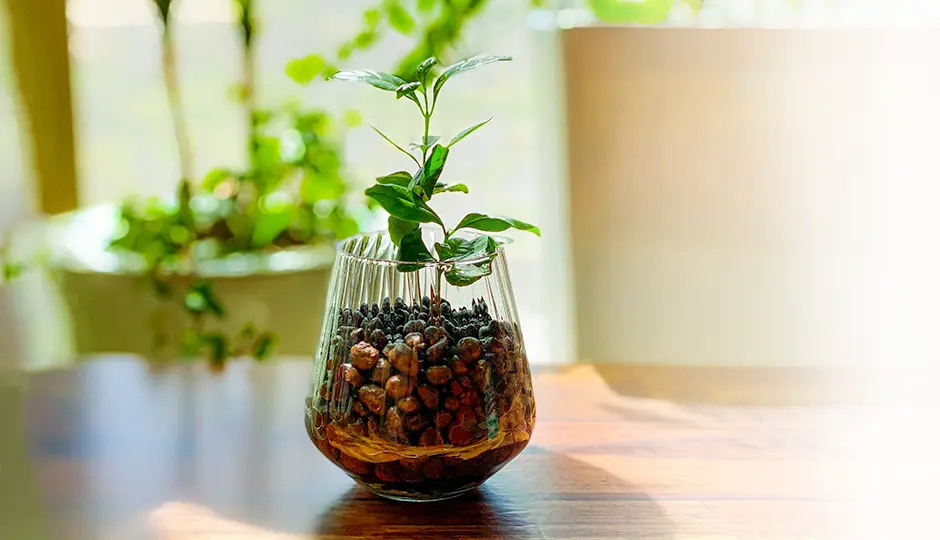 ガラス ボトル 育成 発根 飾り物 観葉植物収納 - ucortaklar.com