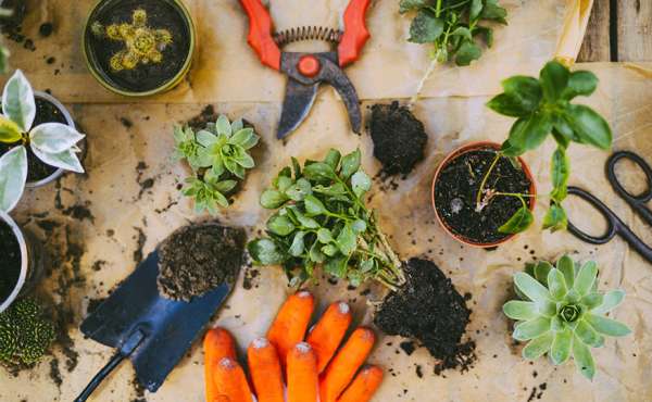 マンションガーデニング