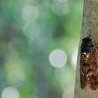 くらしの歳時記 年8月 葉月