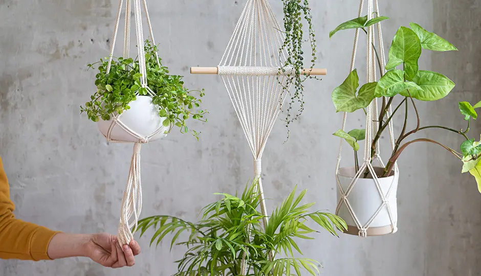 インテリアに映える観葉植物｜おしゃれな飾り方と部屋別おすすめを伝授 