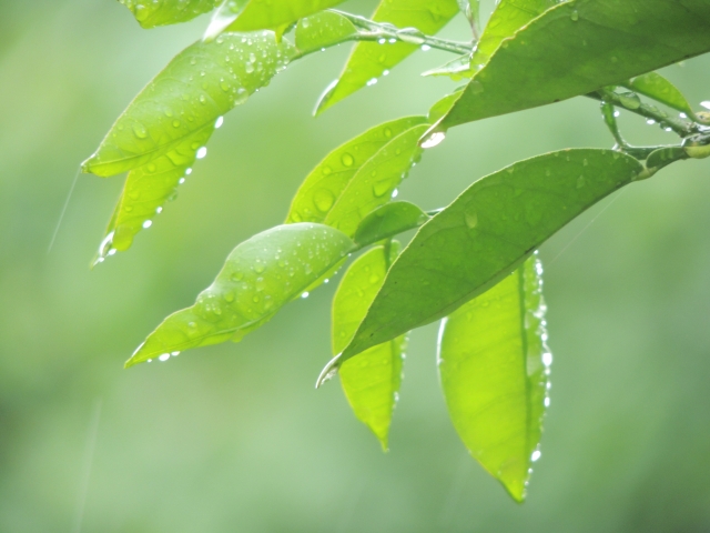 翠雨のイメージ