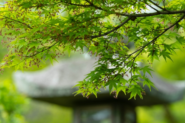 薫風のイメージ