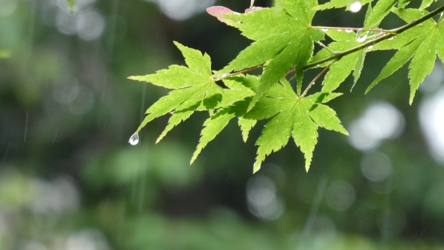 五月雨
