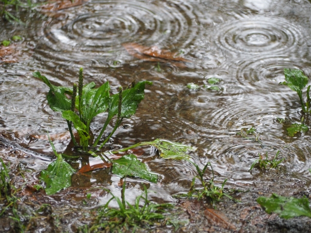 半夏雨のイメージ