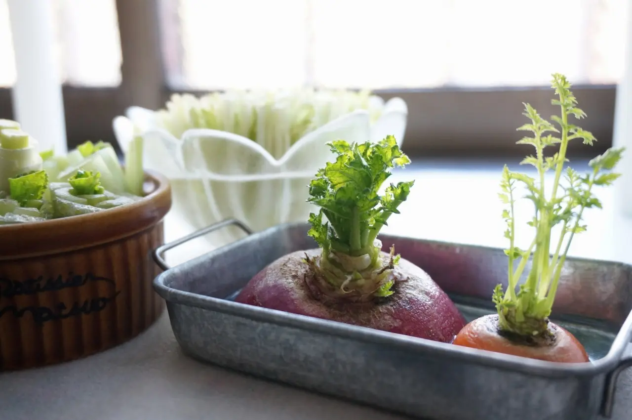 マンションでも野菜収穫！「リボベジ」できる野菜とやり方をご紹介 