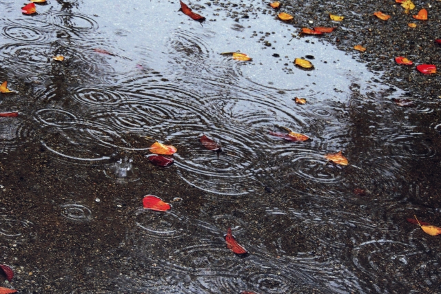 秋時雨のイメージ