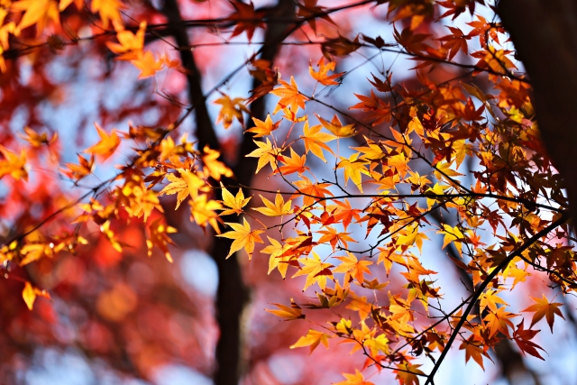 紅葉狩りのイメージ