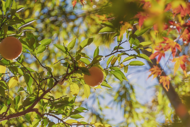小春日和のイメージ