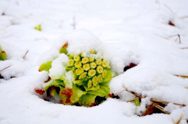 春隣のイメージ