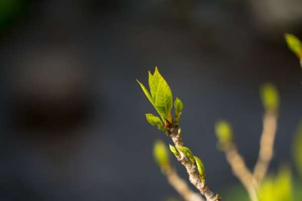 春の芽吹きのイメージ