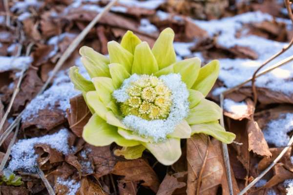 春浅しのイメージ