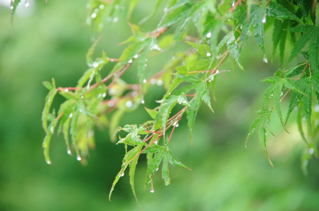 走り梅雨のイメージ