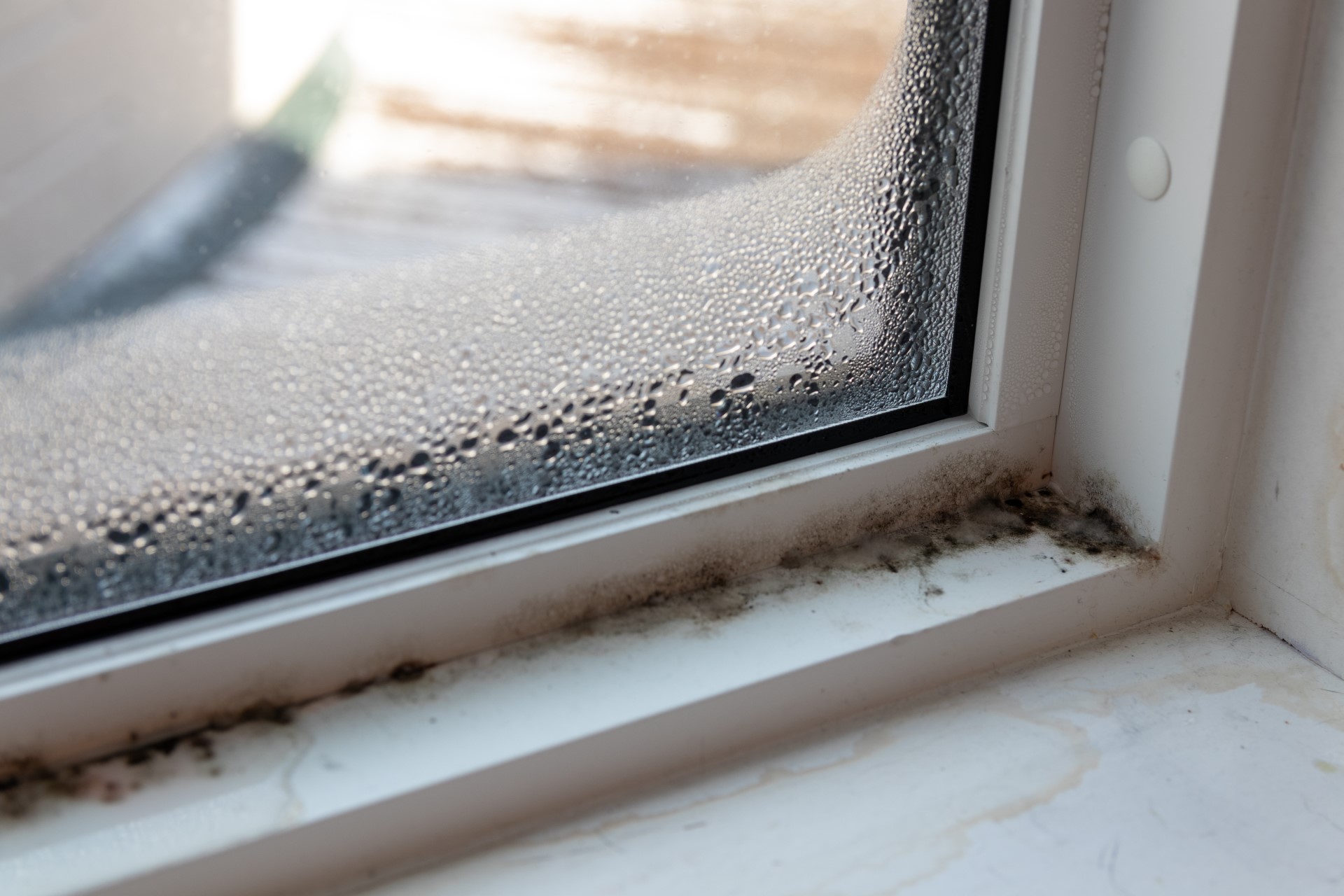 mold-prevention01