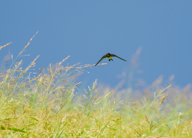 玄鳥去のイメージ