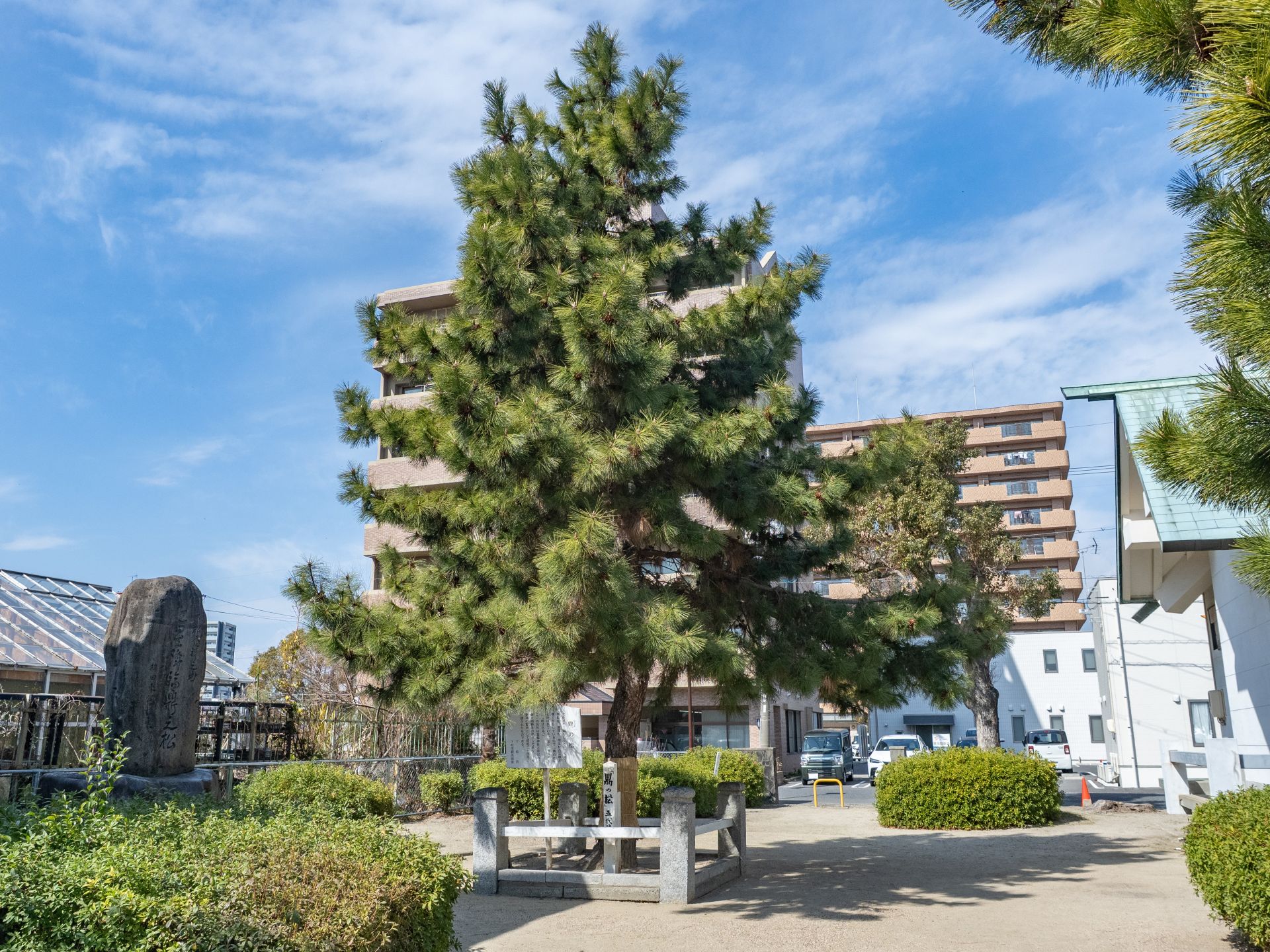 金輪公園内にある鼎の松