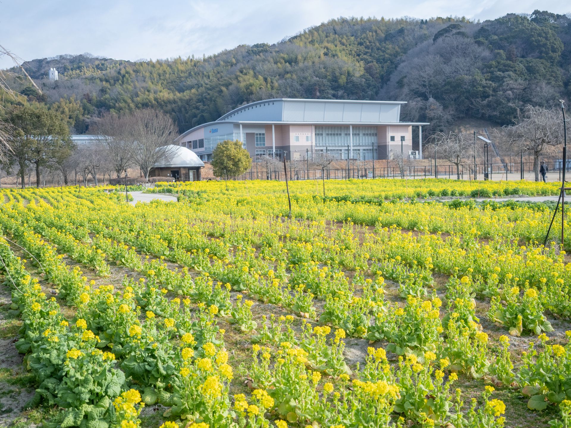 菜の花が咲いている畑