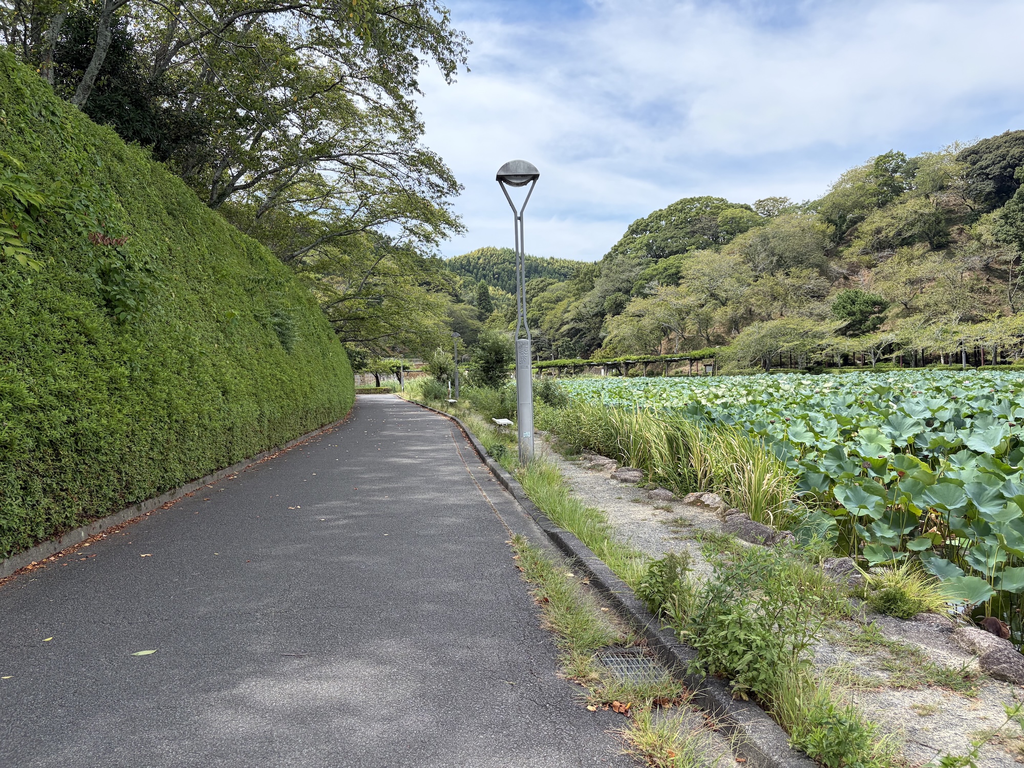 fujieda21
